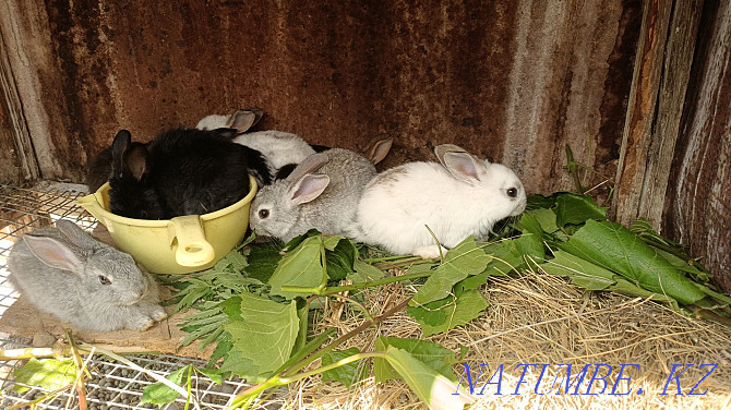 Rabbits menstruation Pavlodar - photo 1