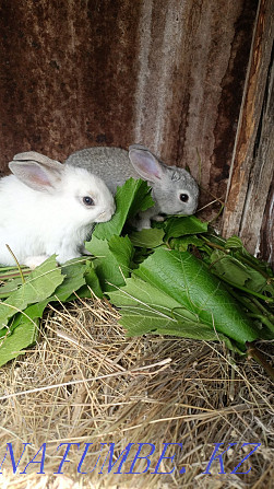 Rabbits menstruation Pavlodar - photo 4