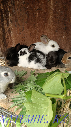 Rabbits menstruation Pavlodar - photo 3