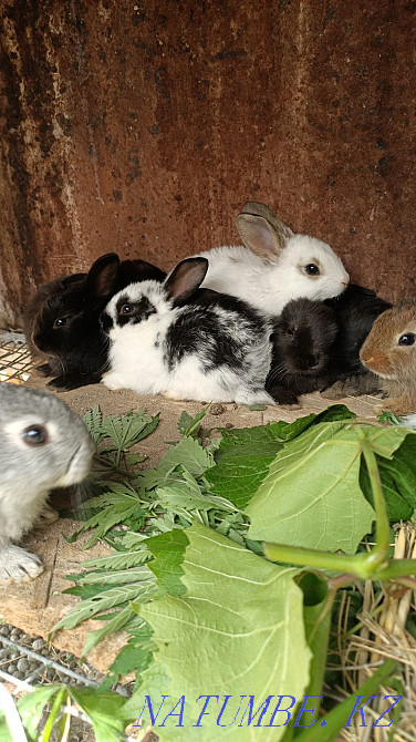 Кролики месячные Павлодар - изображение 3