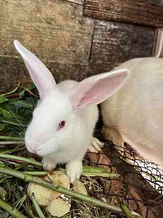 Продам кроликов Esik