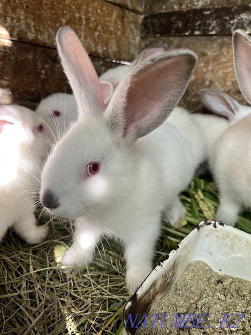 I will sell rabbits Esik - photo 1