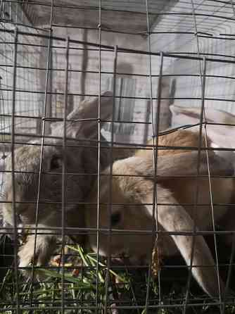 Кролики 3ёх-месячные Караганда