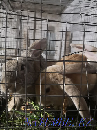 Кролики 3ёх-месячные Караганда - изображение 1