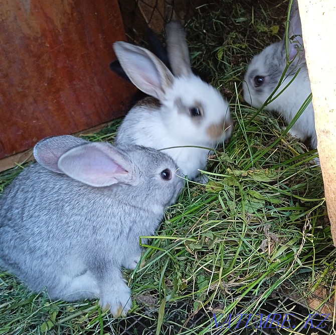 Продам кроликов  - изображение 2