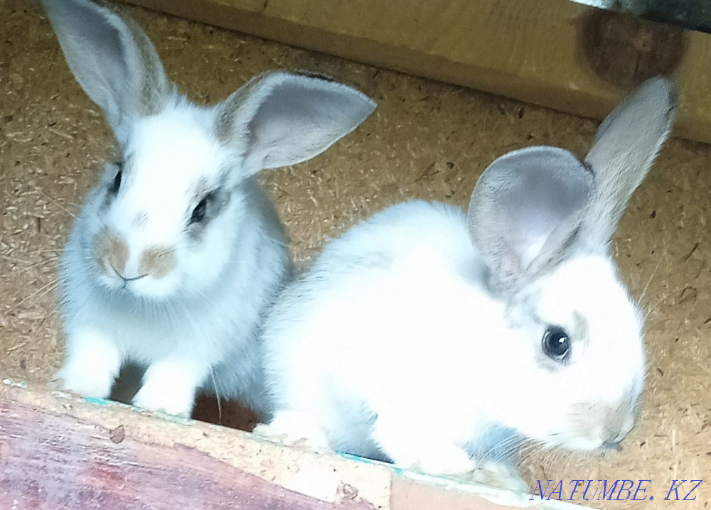 I will sell rabbits  - photo 3
