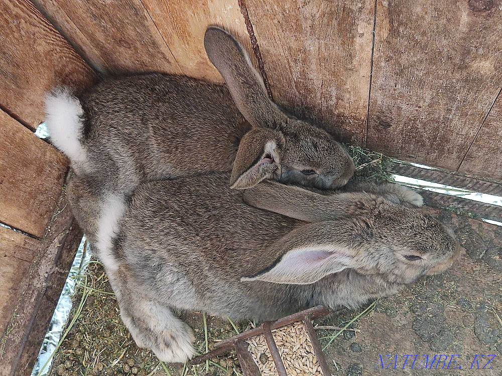 Кролики фландер, бабочка  - изображение 3