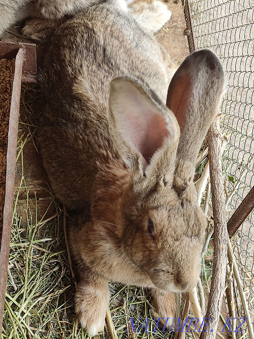 Кролики фландер, бабочка  - изображение 1