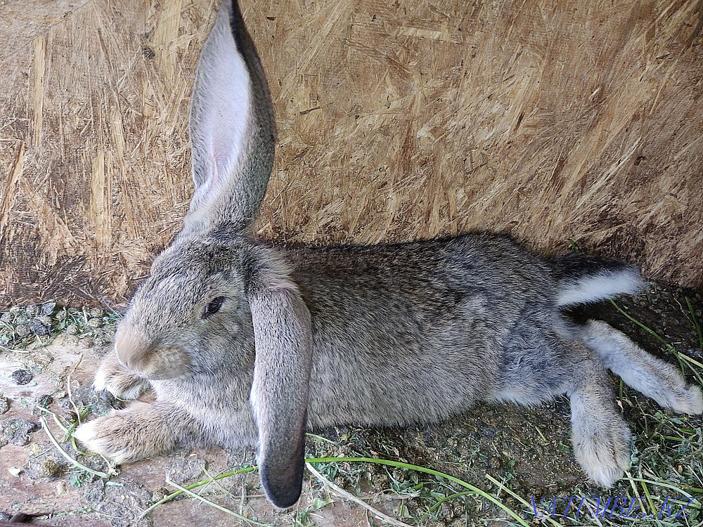 Кролики фландер, бабочка  - изображение 2