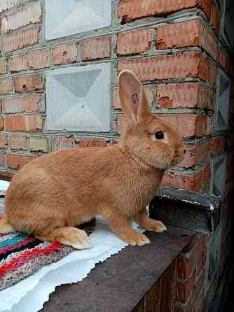 Продам кроликов чистокровной бургундской породы Усть-Каменогорск