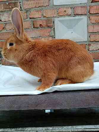Продам кроликов чистокровной бургундской породы Ust-Kamenogorsk