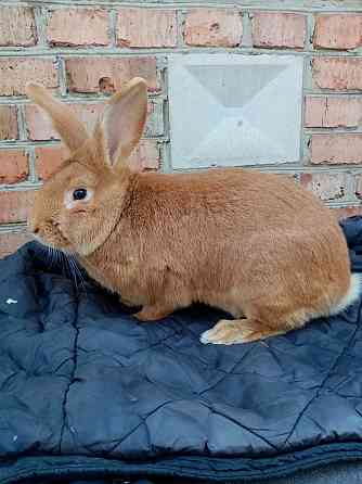 Продам кроликов чистокровной бургундской породы  Өскемен