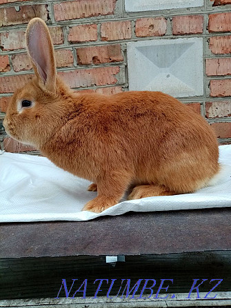 Продам кроликов чистокровной бургундской породы Усть-Каменогорск - изображение 4