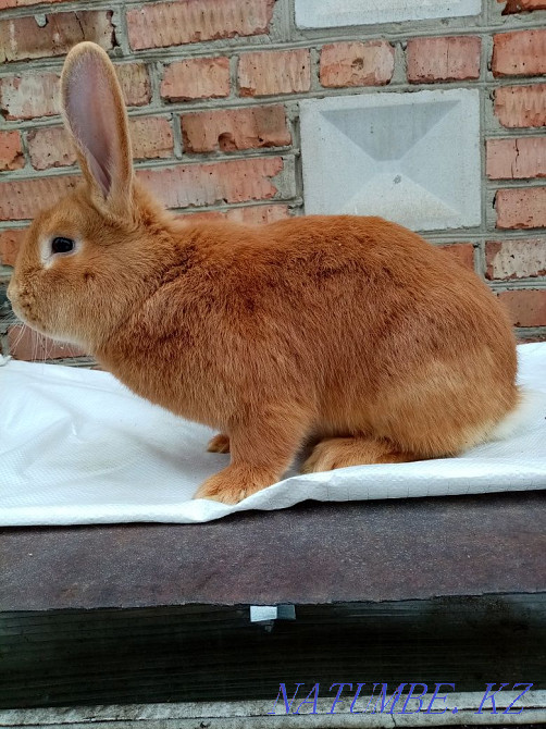 Purebred Burgundy rabbits for sale Ust-Kamenogorsk - photo 4