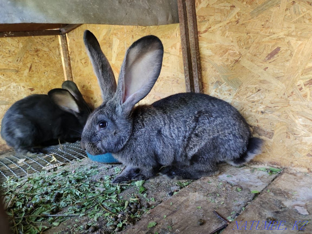 Sell Flander rabbits Shymkent - photo 3