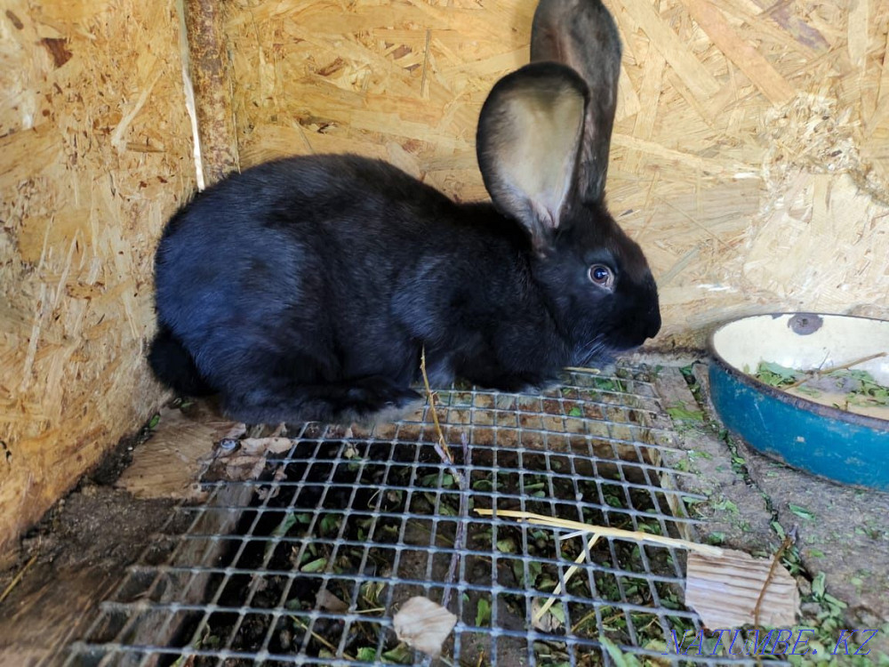 Sell Flander rabbits Shymkent - photo 4