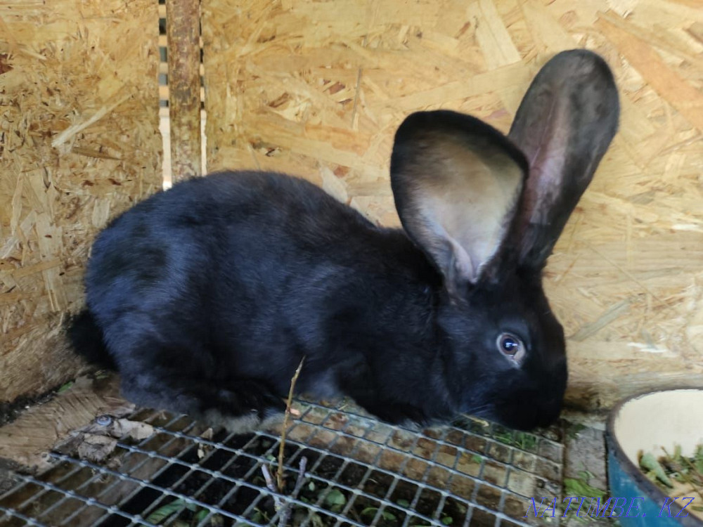 Sell Flander rabbits Shymkent - photo 1