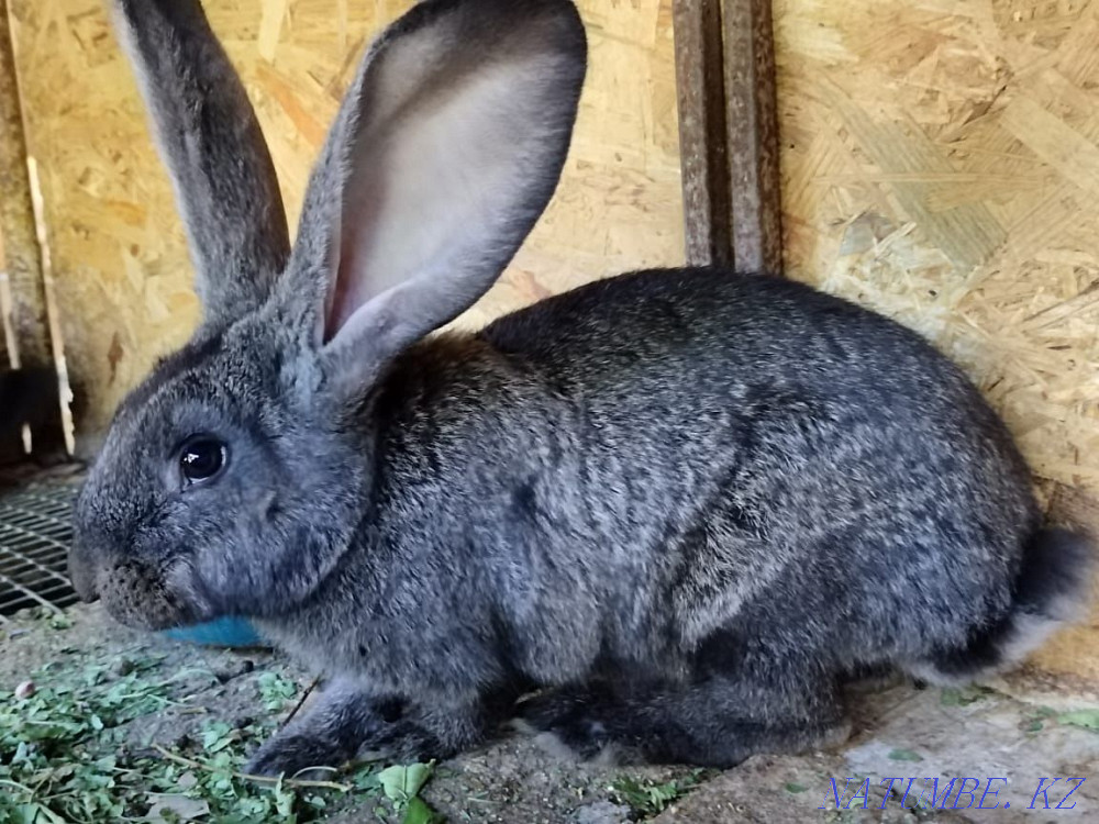 Sell Flander rabbits Shymkent - photo 2