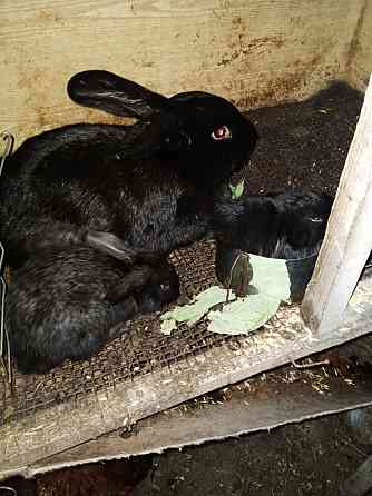 Продам кроликов месячных Темиртау