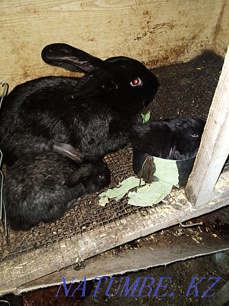 Продам кроликов месячных Темиртау - изображение 1