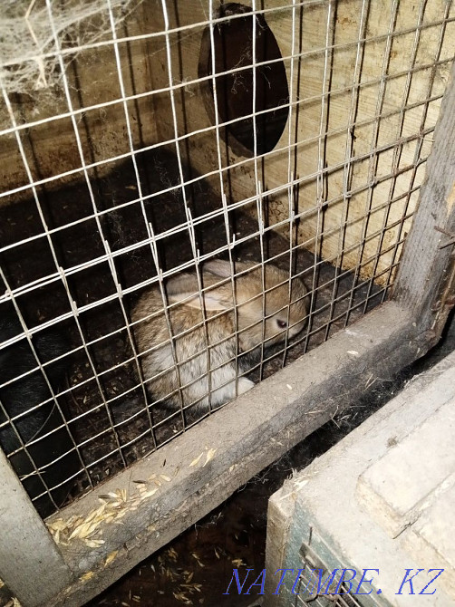 Продам кроликов месячных Темиртау - изображение 2