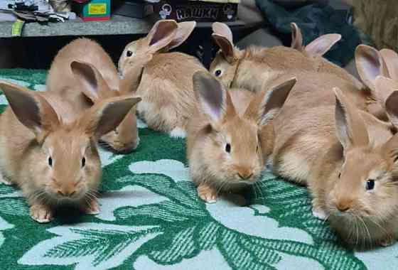 Продам кроликов 3000 Almaty