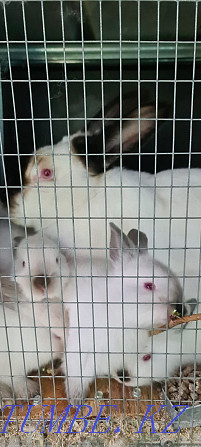 Продам кроликов 3000 Алматы - изображение 2