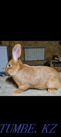 Продам кроликов 3000 Алматы - изображение 1
