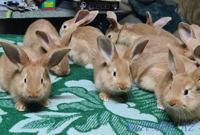Продам кроликов 3000 Алматы - изображение 3