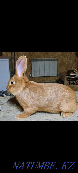 Продам кроликов 3000 Алматы - изображение 1