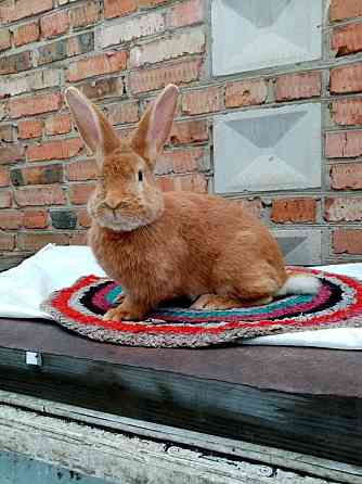 Продам кроликов чистокровной бургундской породы 