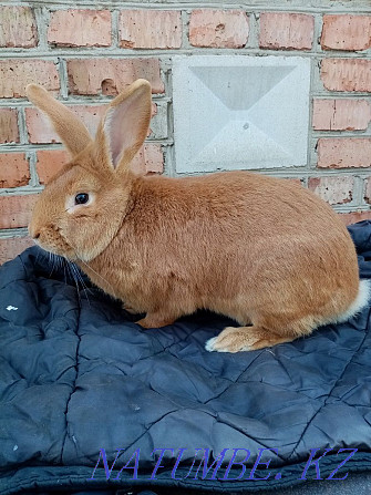 Purebred Burgundy rabbits for sale  - photo 1