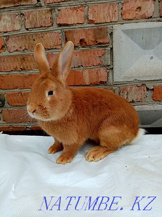 Purebred Burgundy rabbits for sale  - photo 4