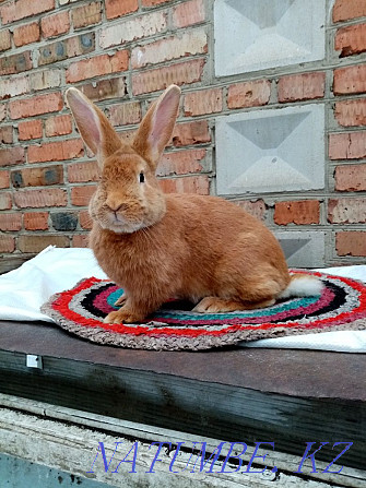 Purebred Burgundy rabbits for sale  - photo 2