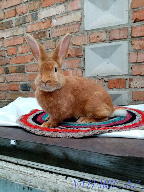 Purebred Burgundy rabbits for sale  - photo 2