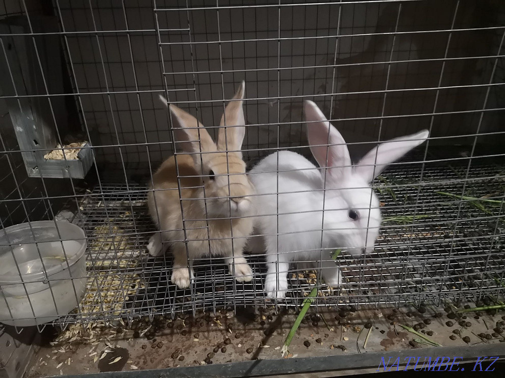Rabbit 2 months old, white Karagandy - photo 1