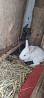 Продам кроликов белый великан Petropavlovsk
