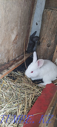 Sell rabbits white giant Petropavlovsk - photo 1