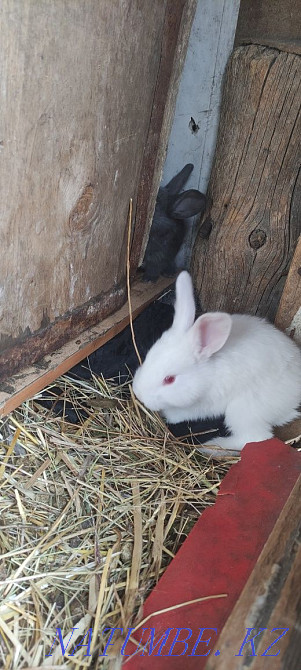 Sell rabbits white giant Petropavlovsk - photo 1