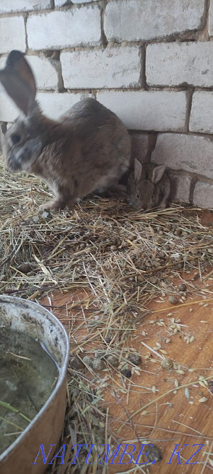 Sell rabbits white giant Petropavlovsk - photo 2