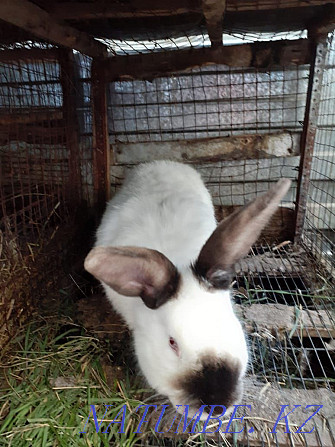 Selling rabbits.  - photo 3