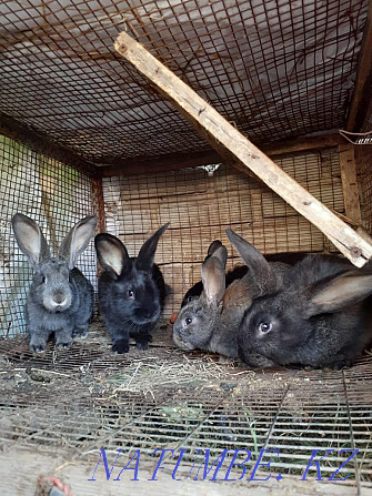 Selling rabbits.  - photo 2