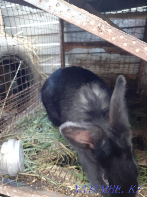Selling rabbits.  - photo 1