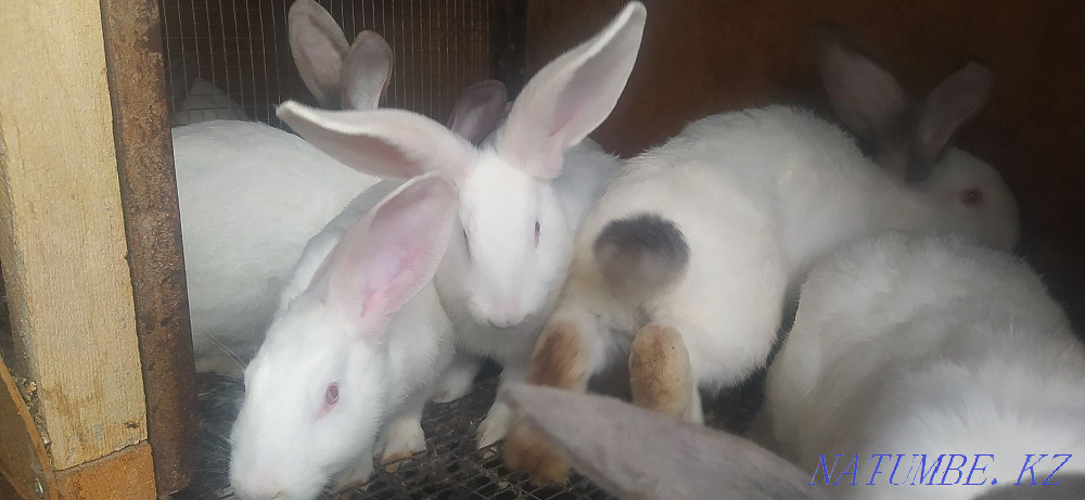 Rabbits 5 and 4 months old Shymkent - photo 2