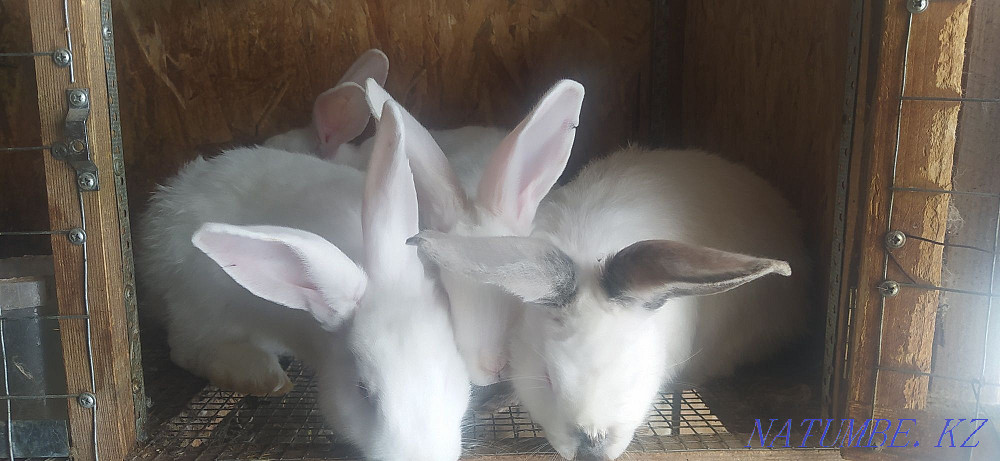 Rabbits 5 and 4 months old Shymkent - photo 1