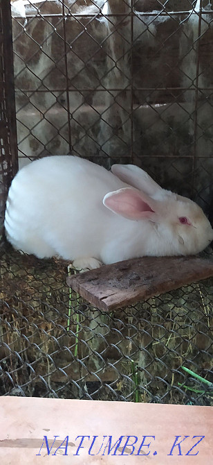 Rabbits 5 and 4 months old Shymkent - photo 4