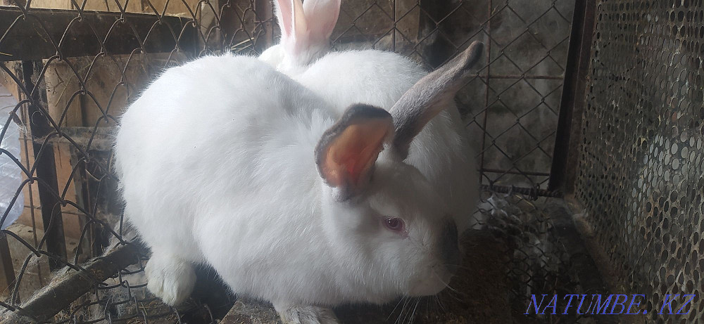 Rabbits 5 and 4 months old Shymkent - photo 3