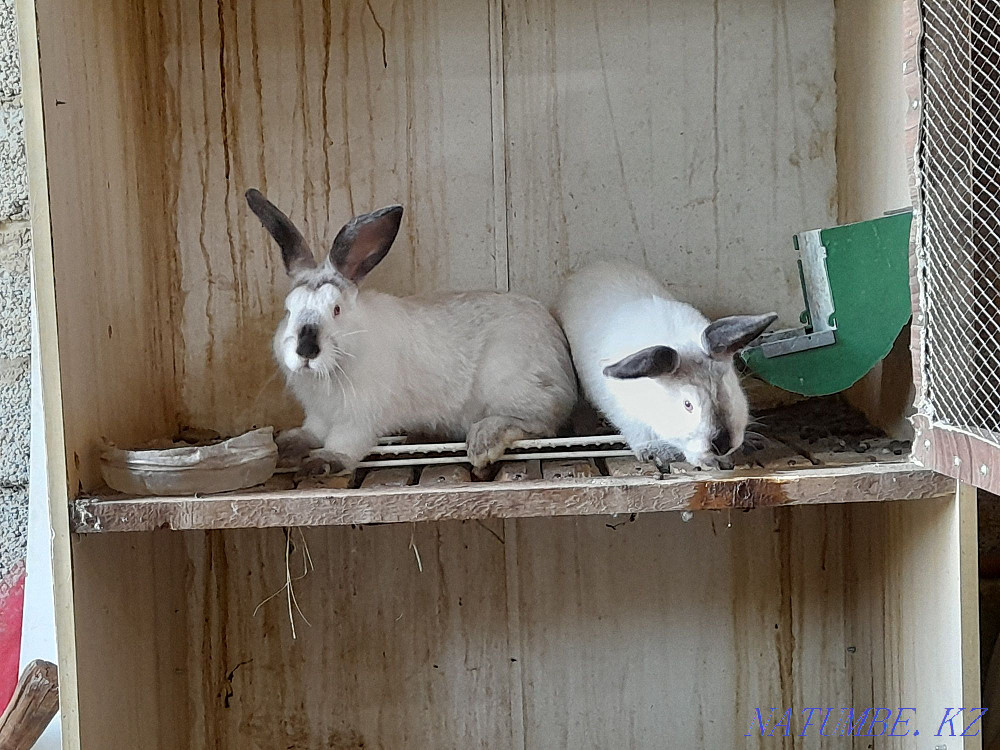 Кролик Евро Калифорния Чистый парода Балалары Шымкент - изображение 3
