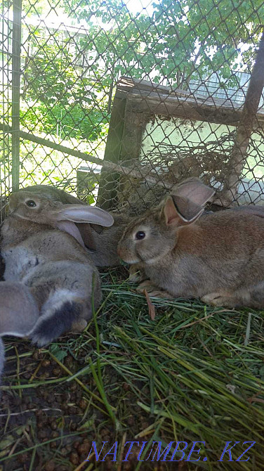 Кролики продам 1.5-2мес  - изображение 3