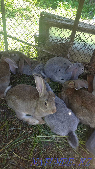 Кролики продам 1.5-2мес  - изображение 2